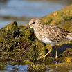 Least Sandpiper